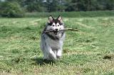 CHIEN FINNOIS DE LAPONIE 130